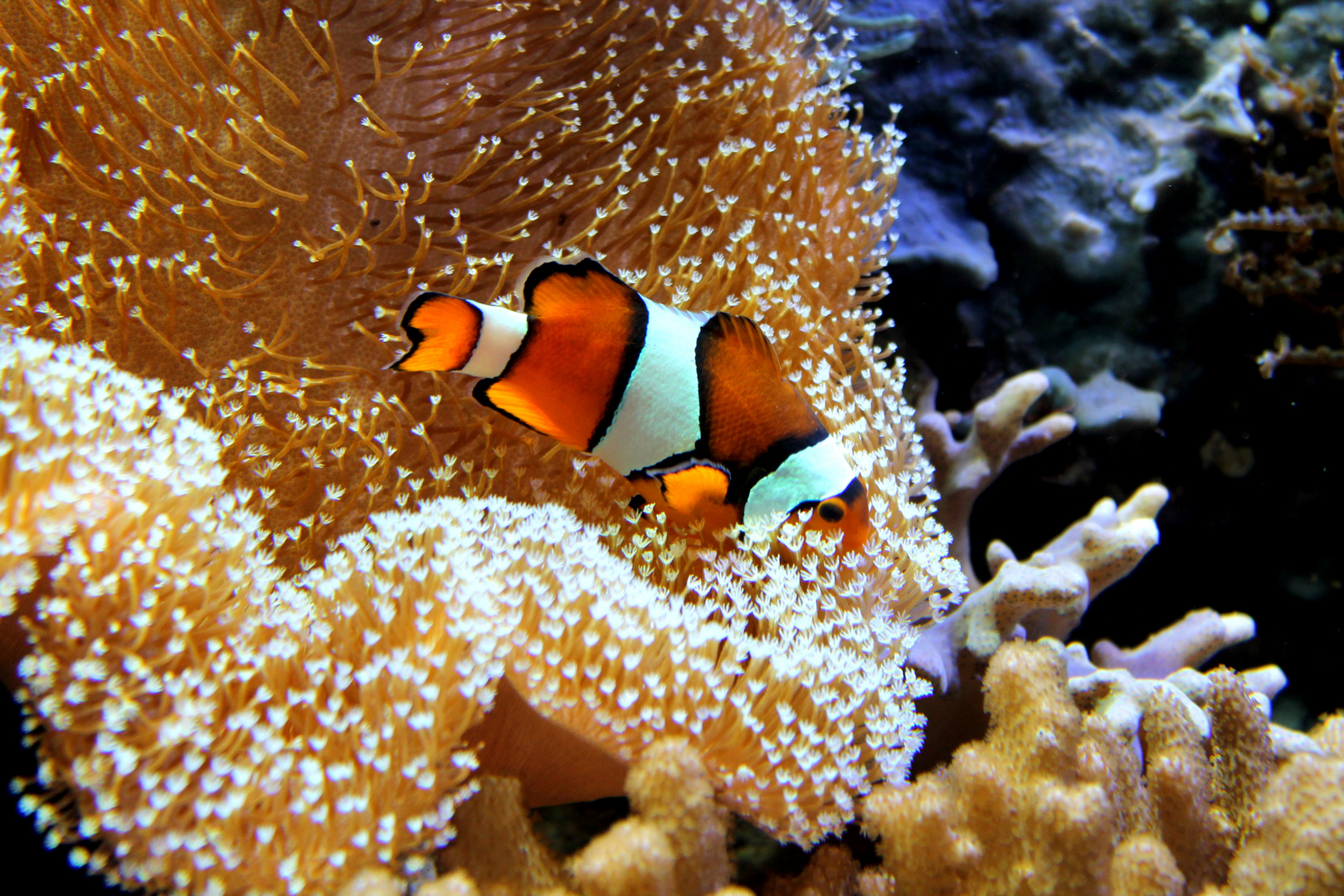 Nemo