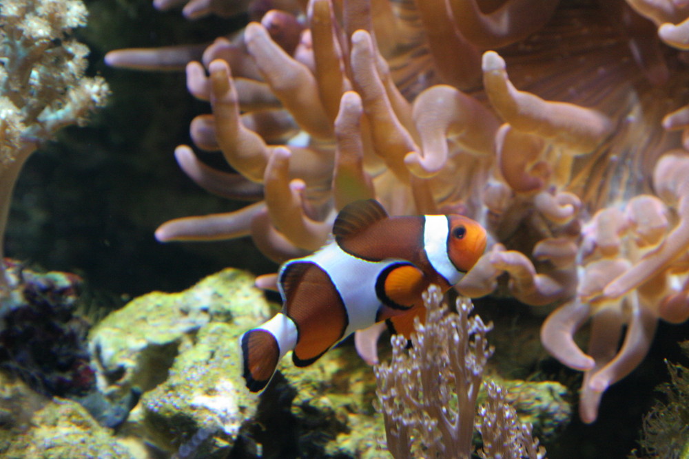 Nemo