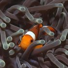 Nemo