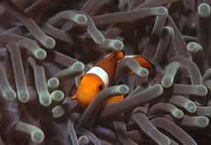 Nemo
