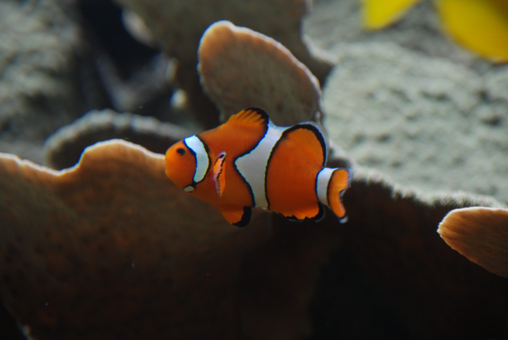 Nemo?