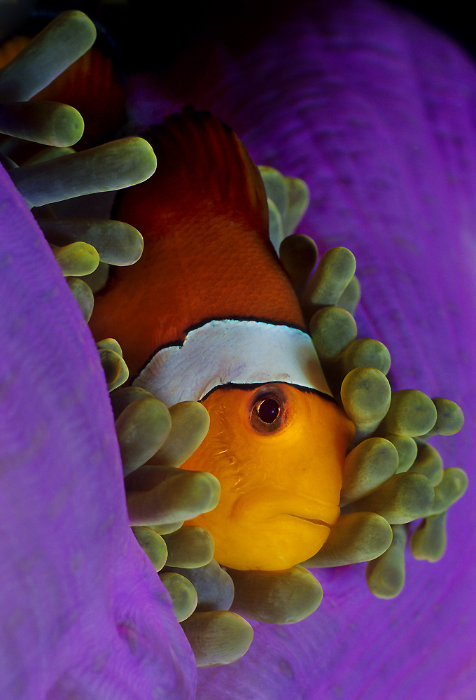Nemo Foto & Bild tiere, wildlife, fische Bilder auf