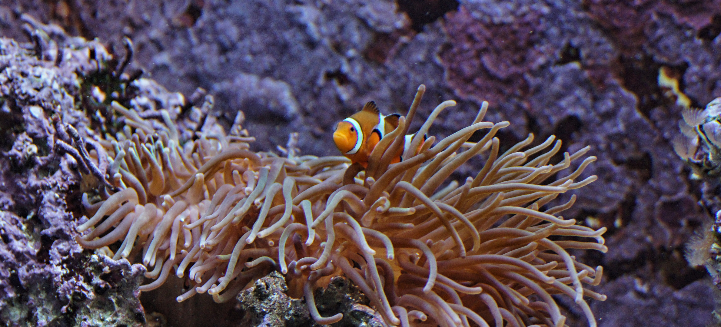 Nemo