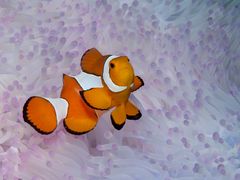 Nemo