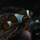 Nemo...