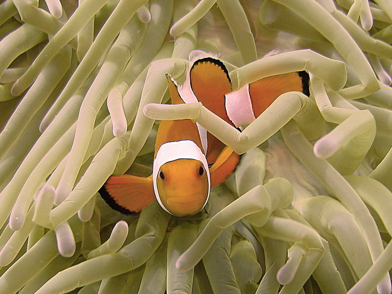 Nemo