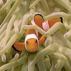 Nemo