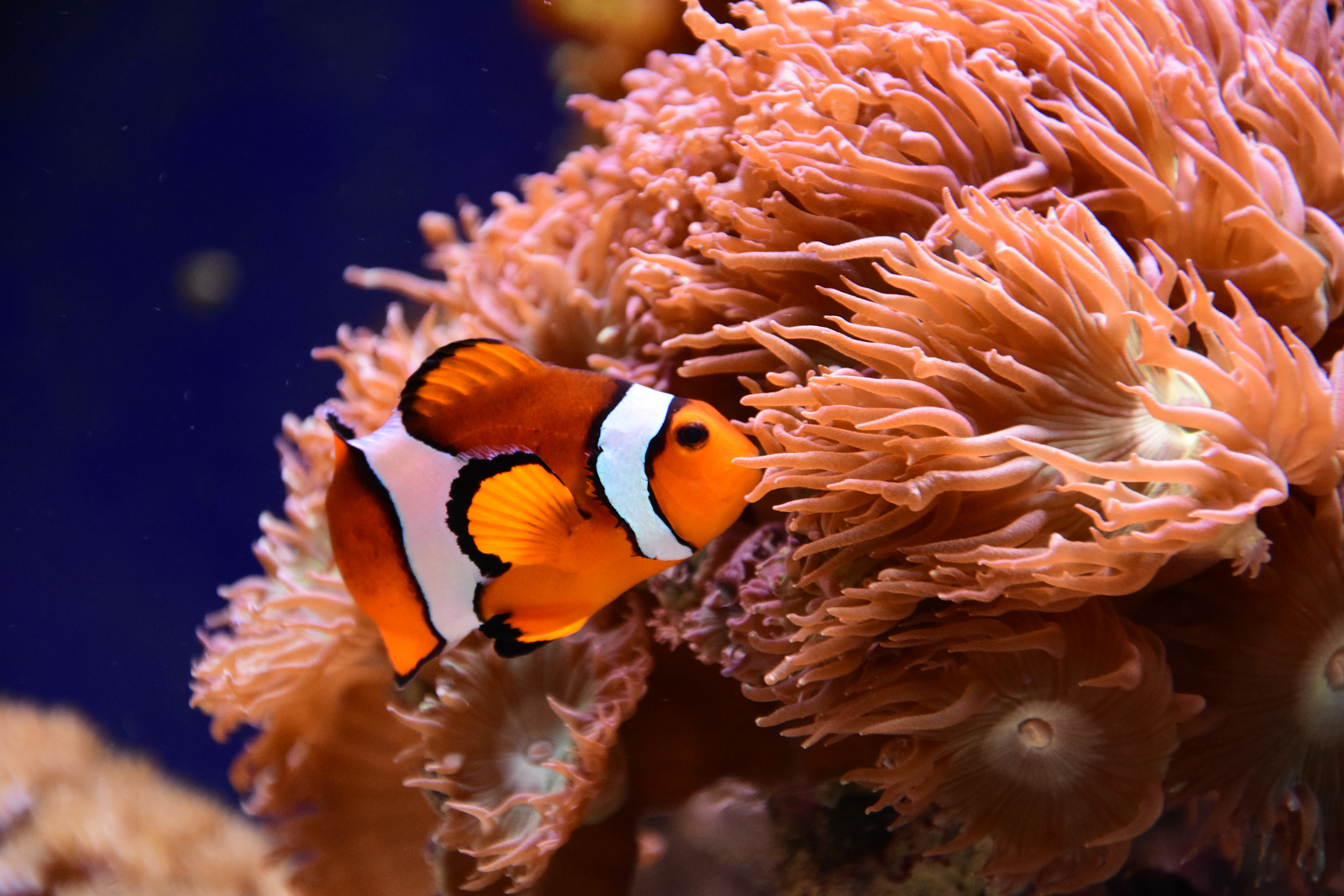 Nemo