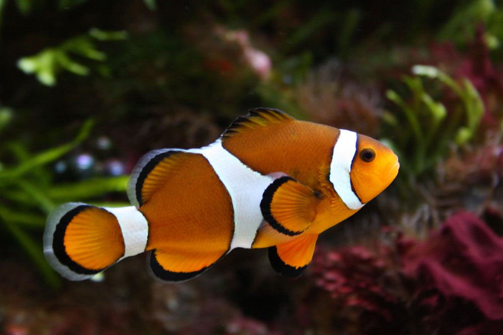Nemo Foto & Bild | tiere, zoo, wildpark & falknerei, zoo: fische Bilder