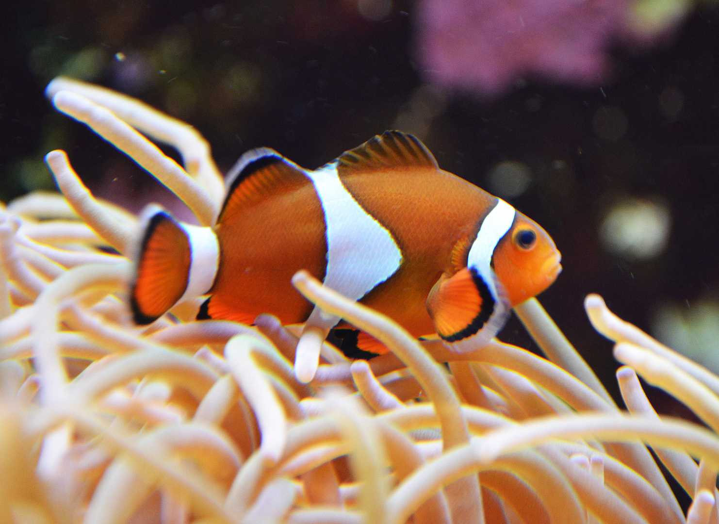 Nemo