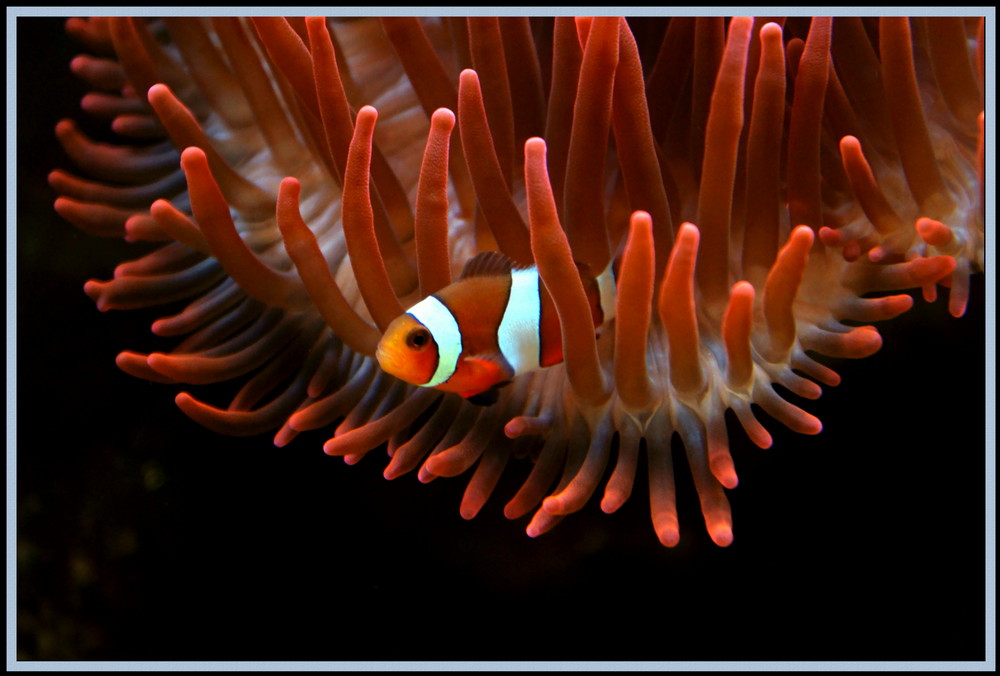 Nemo