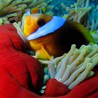 Nemo