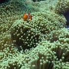 Nemo allein zu Hause