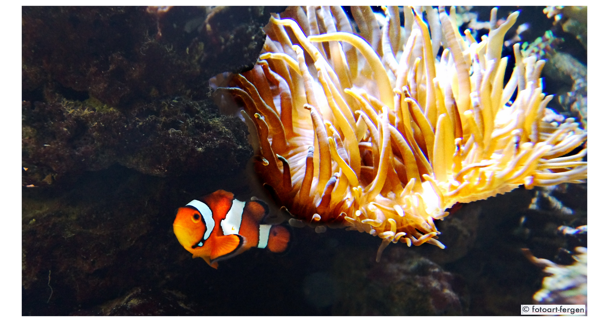 "Nemo" Amphiprion percula