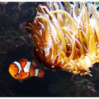 "Nemo" Amphiprion percula