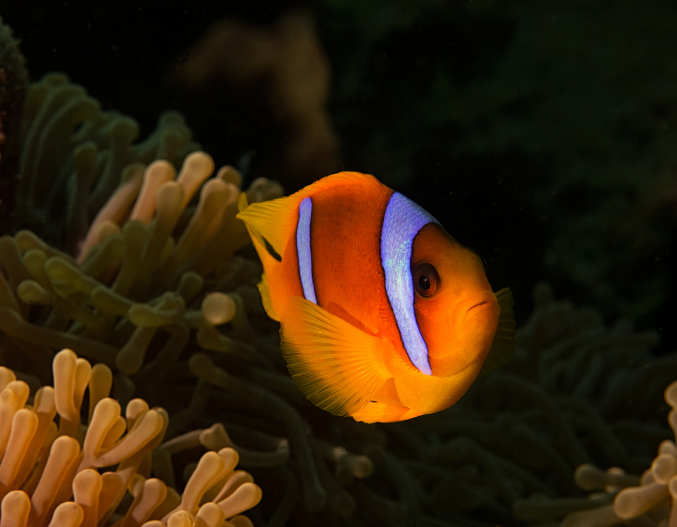 Nemo