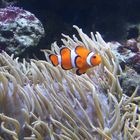 Nemo