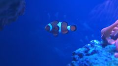 Nemo