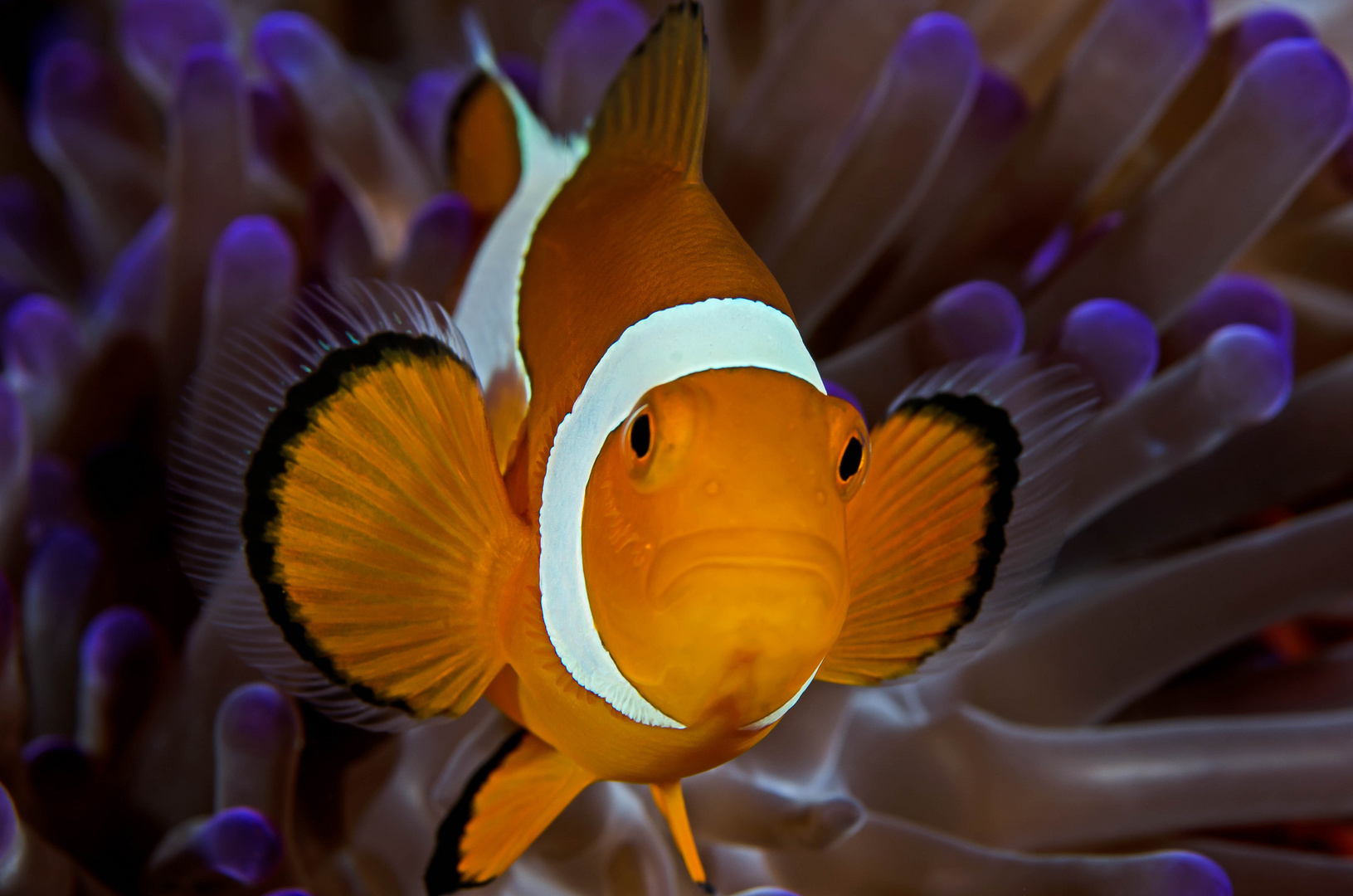 Nemo