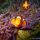 Nemo