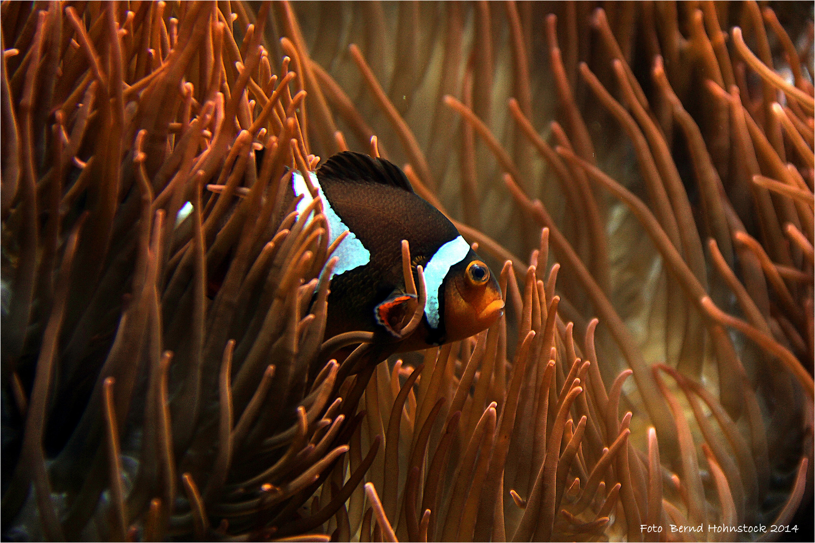 Nemo .... der Anemonenfisch