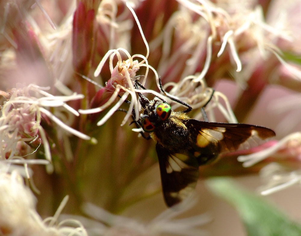 Nemo, die Anemonenbremse