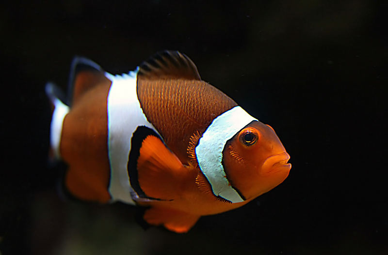 Nemo