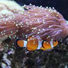 Nemo?