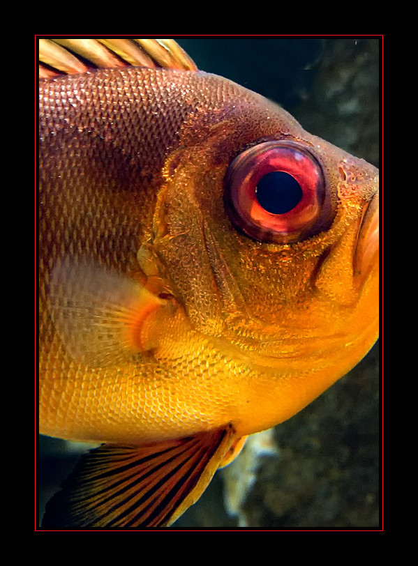 Nemo.....???!!!