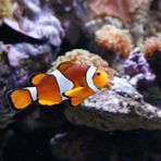 Nemo...