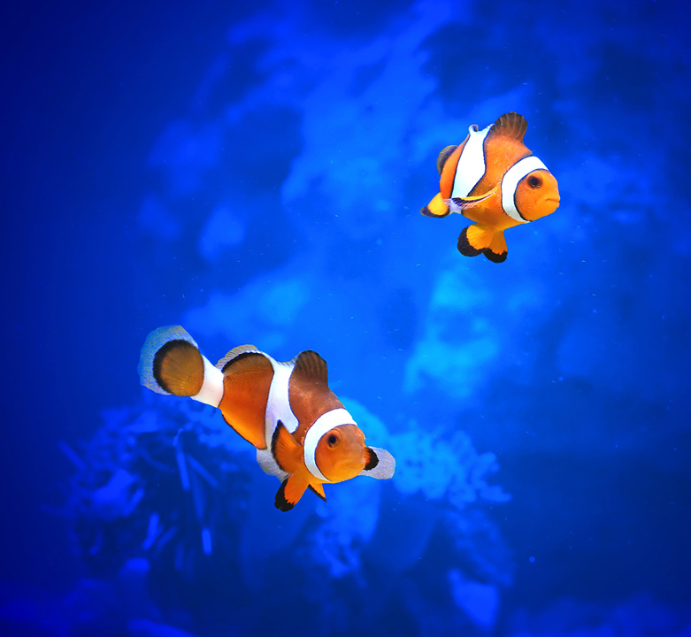 Nemo & Friend