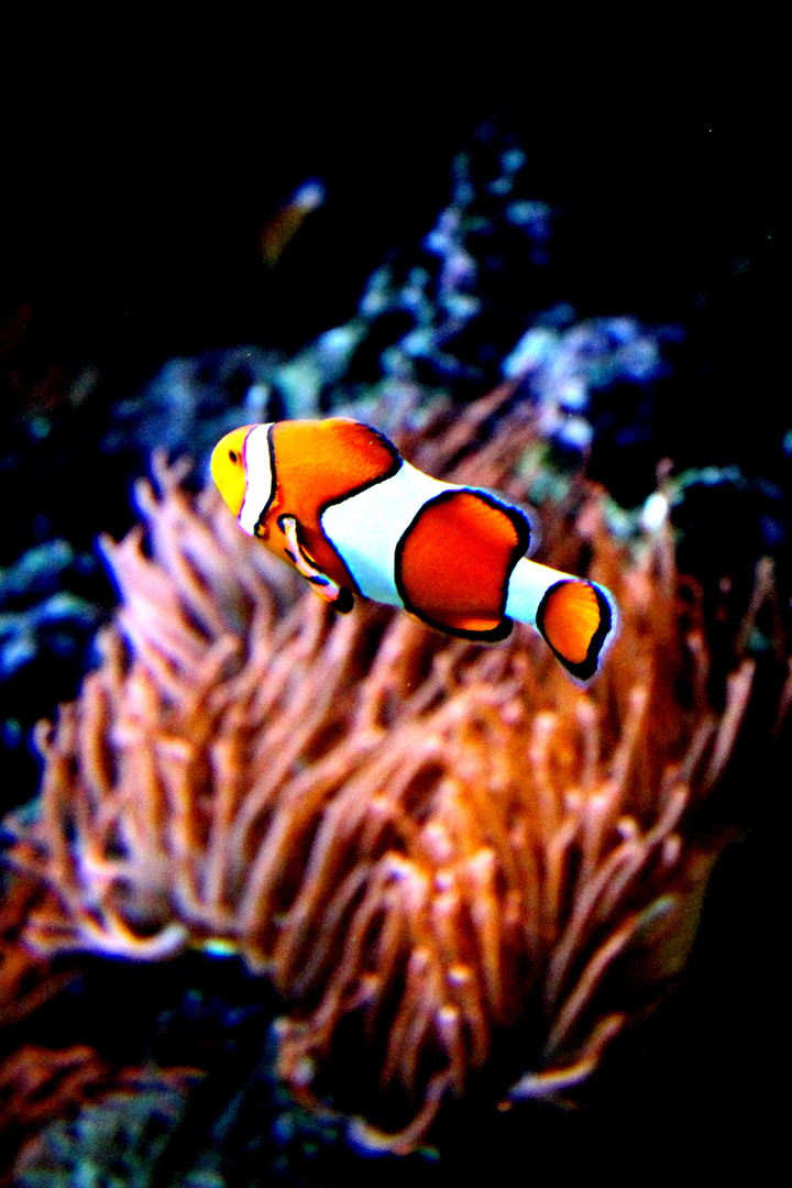 Nemo gefunden!