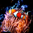 Nemo gefunden!