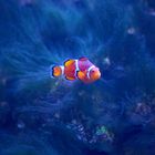 Nemo gefunden