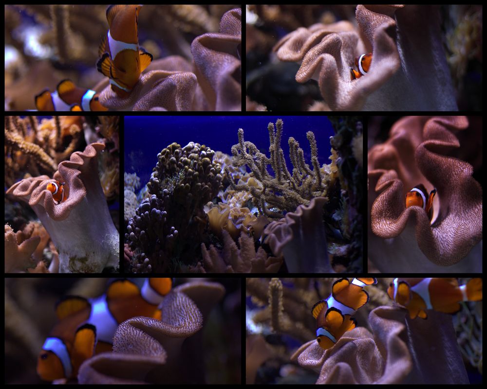 Nemo: gesucht und gefunden!