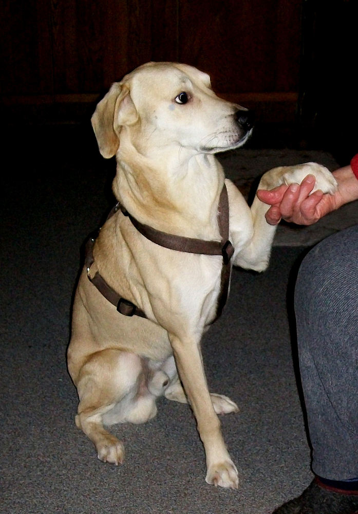 Nemo gibt Pfötchen .... der Hund von meiner Enkelin