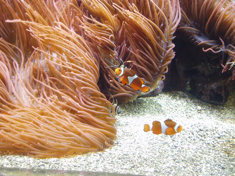 Nemo im Doppelpack