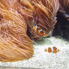 Nemo im Doppelpack