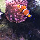 Nemo im Meerwasseraquarium
