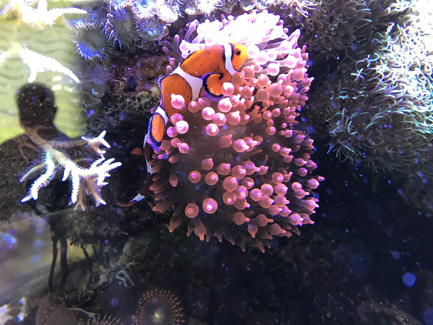Nemo im Meerwasseraquarium 2