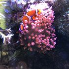 Nemo im Meerwasseraquarium 2