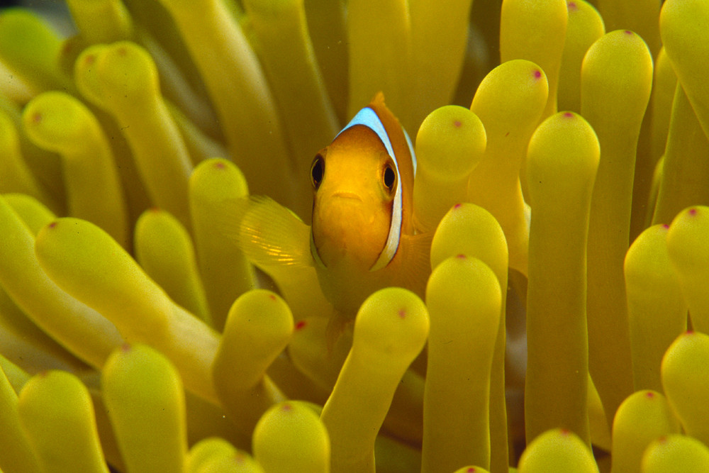 NEMO im ROTEN MEER