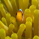 NEMO im ROTEN MEER