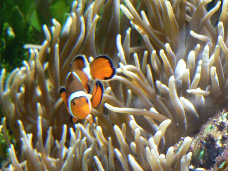 Nemo im Tierpark Berlin