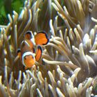 Nemo im Tierpark Berlin