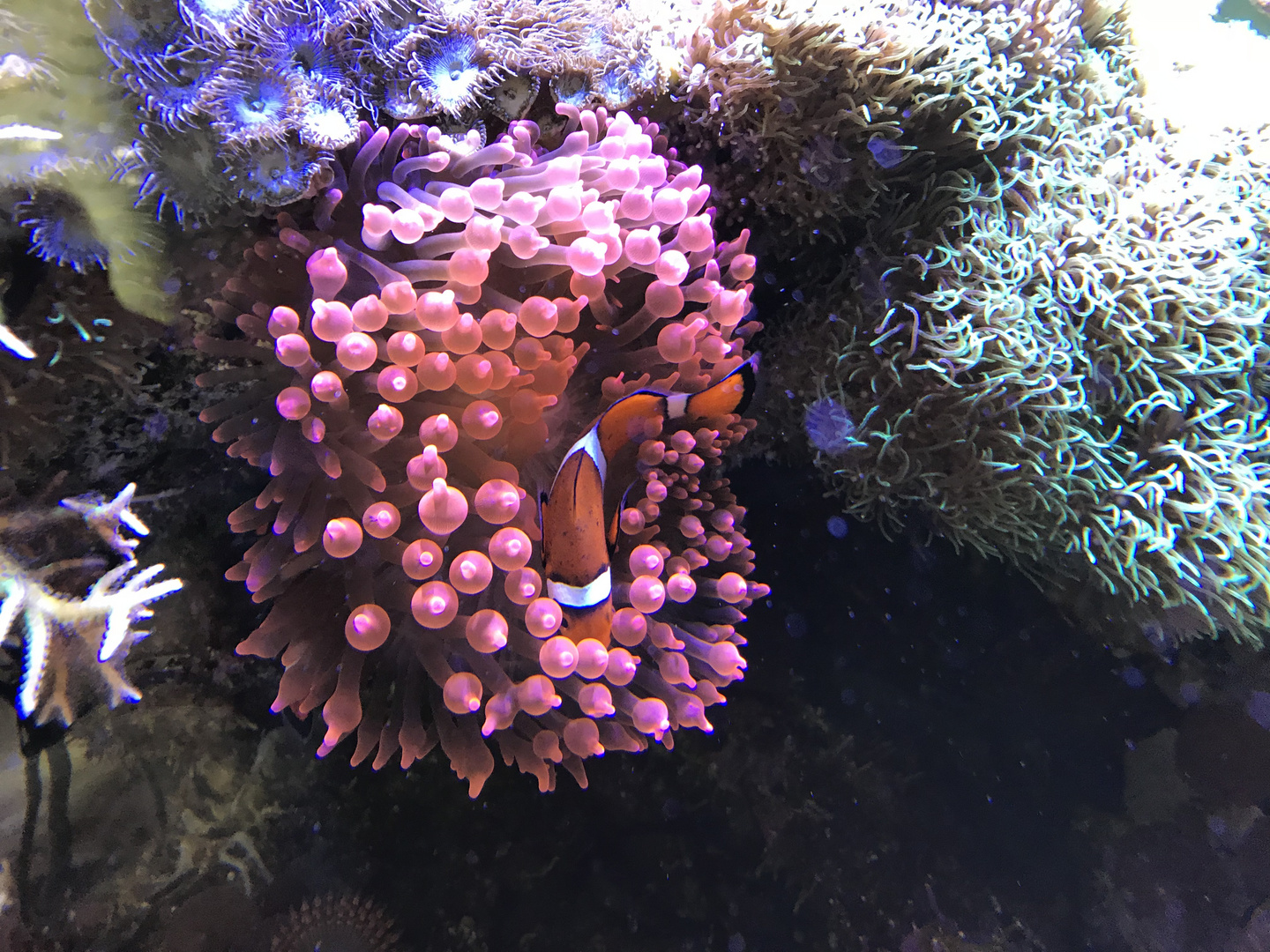 Nemo in der Anemone