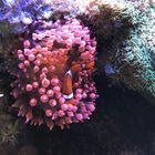 Nemo in der Anemone