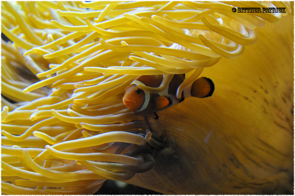 Nemo in einer Anemone