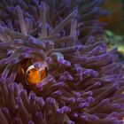 Nemo in purple anemony 