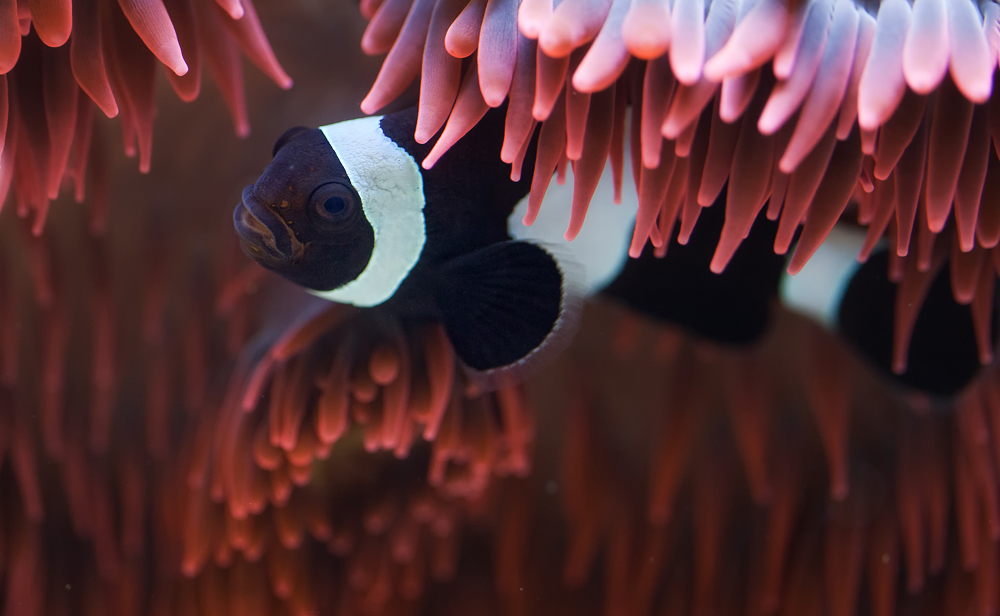 Nemo in Schwarz-Weiss